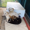 Tri šteniatka umiestnili v Záchytnom koterci