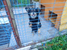 psík 8.9.
