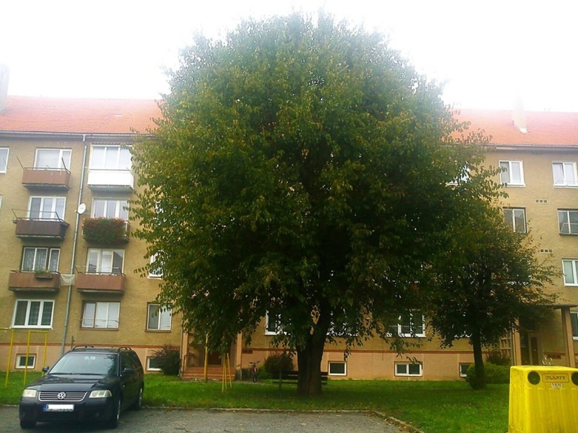 fotografia pred výrubom