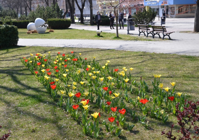Tulipánový záhon