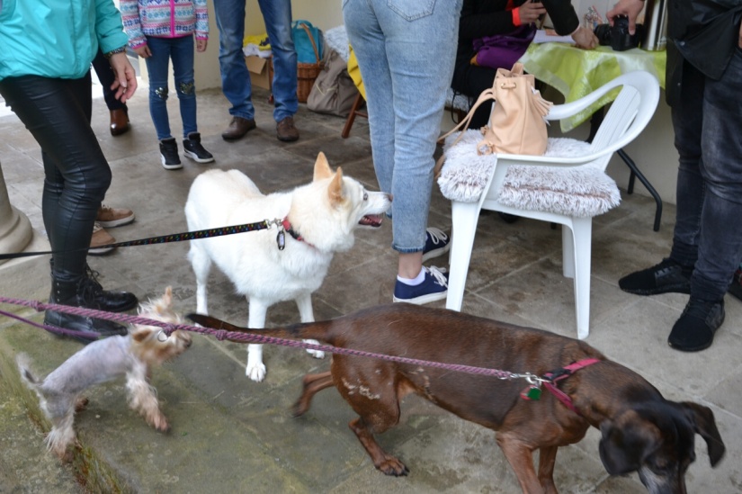 Charitatívne fotenie so psíkmi