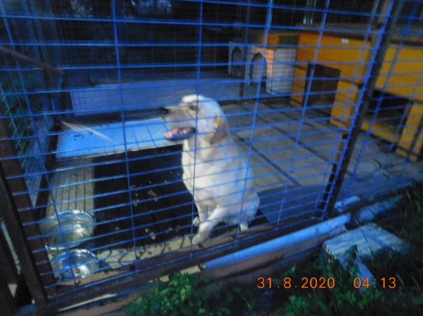 Labradora umiestnili do koterca