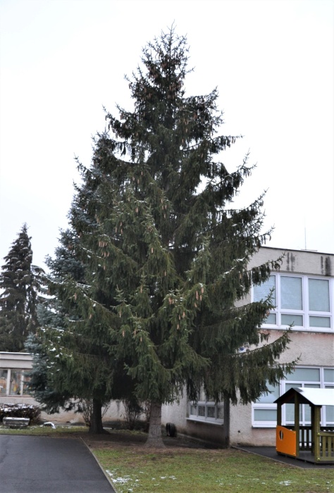 Vianočný stromček - zo škôlky na námestie