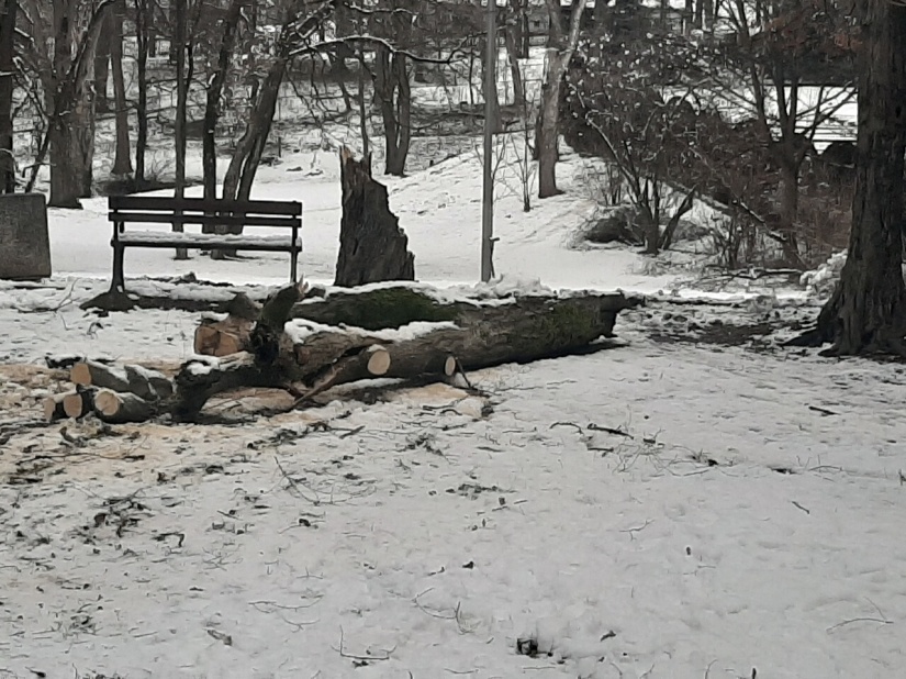 Ťažký sneh zlomil aj strom v parku pri kaštieli