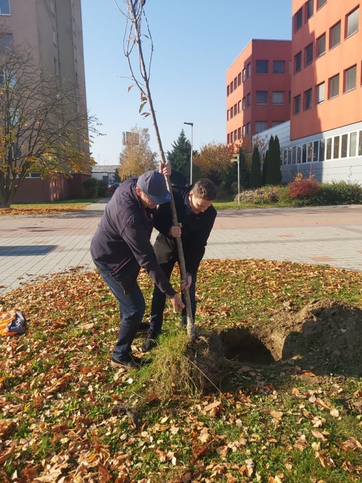 Poslanci z klubu Odvážne Humenné vysadili na Južnom námestí okrasné čerešne