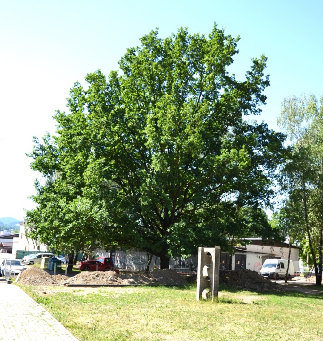 Rekonštrukcia potrubí (Sídlisko III) so záchranou duba