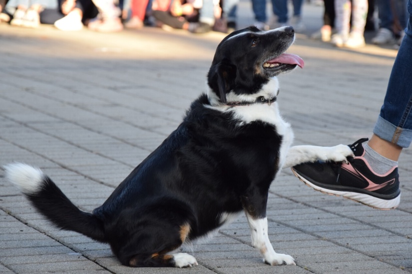 Prezentácia kynologickej disciplíny agility