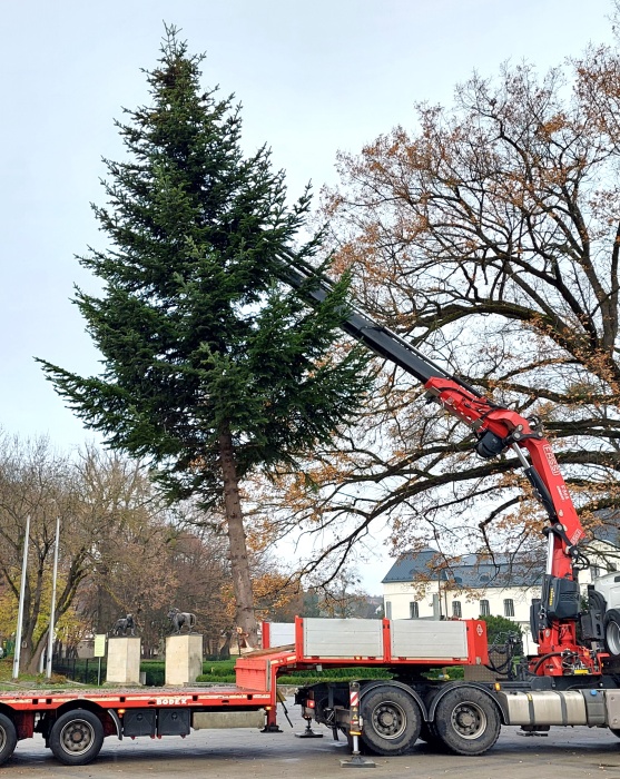 Cesta vianočného stromčeka