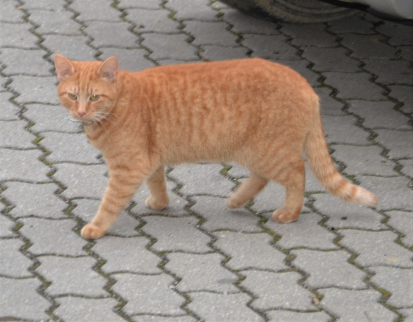 Kocúr "Garfield" na Sídlisku pod Sokolejom