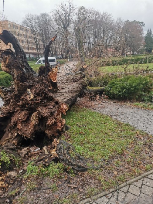 Spadnutý strom v Parku mieru pri kaštieli