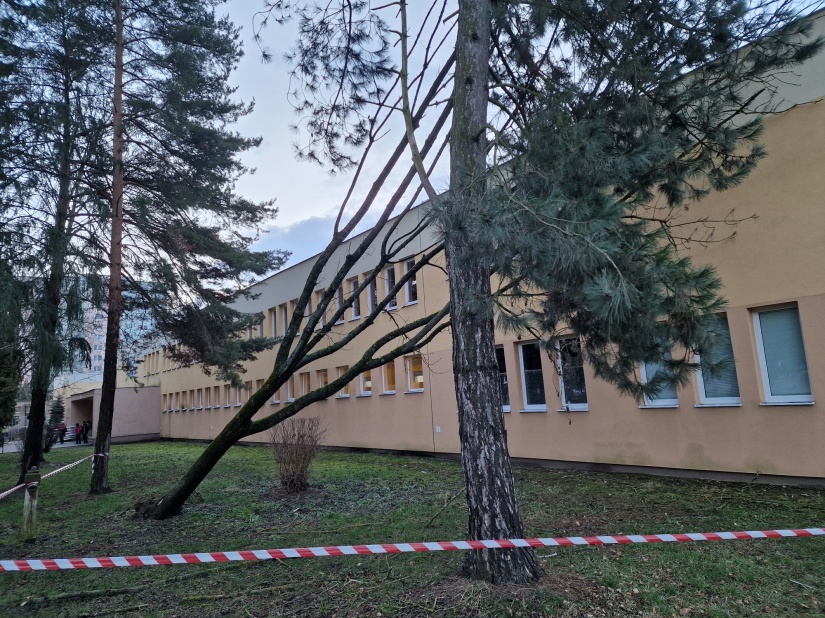 Strom pri ZŠ Dargovských hrdinov