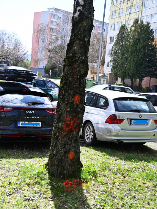 Rekonštrukcia potrubí - výrub drevín