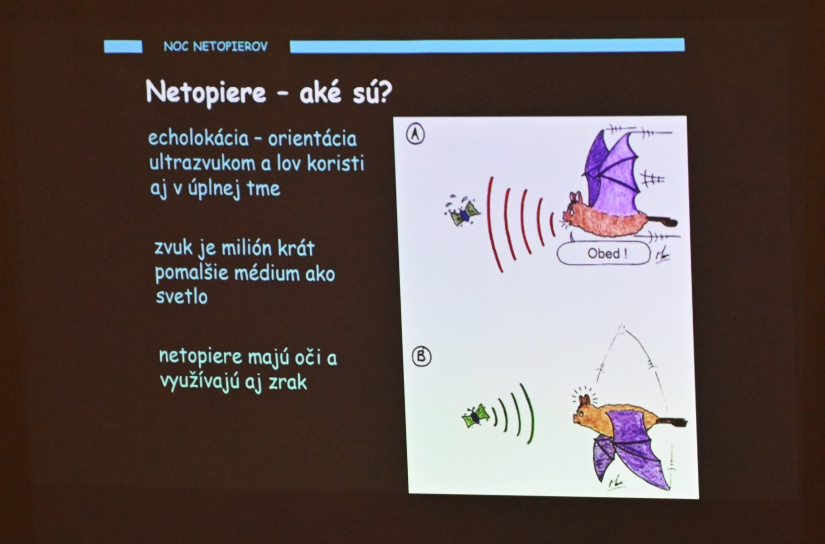 Noc netopierov 2024