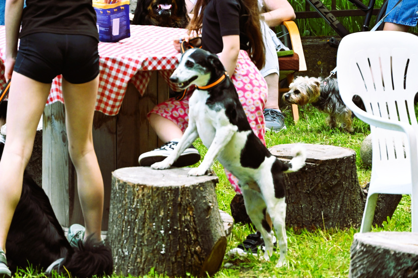 Minifestival starostlivosti a adopcie "Chvost hore"