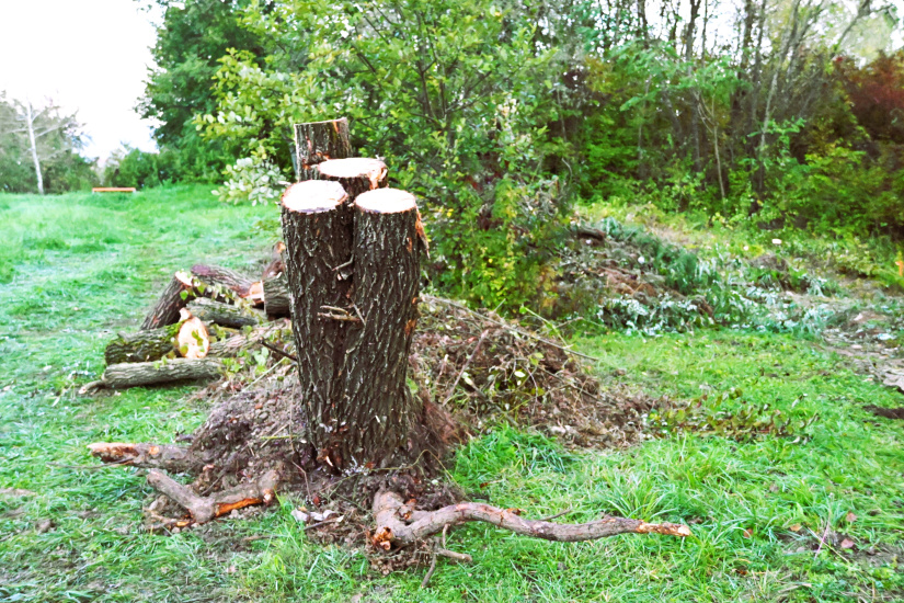 Park Sokolej (práce 40. týždeň 2025)