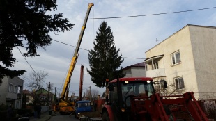 Cesta tohtoročného vianočného stromčeka z Gaštanovej ulice priamo na námestie