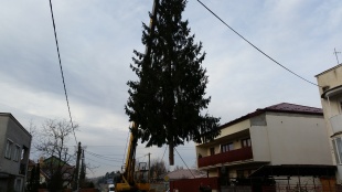 Cesta tohtoročného vianočného stromčeka z Gaštanovej ulice priamo na námestie