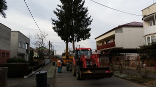 Cesta tohtoročného vianočného stromčeka z Gaštanovej ulice priamo na námestie