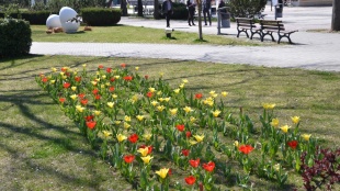 Tulipánový záhon