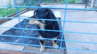 Čierny lapaj so svetlými labkami
