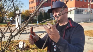 Poslanci z klubu Odvážne Humenné vysadili na Južnom námestí okrasné čerešne