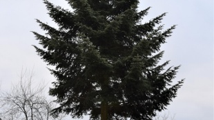 Vianočná jedlička v Udavskom