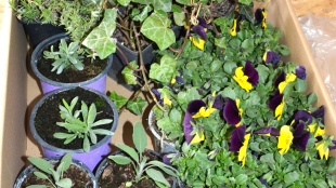 Jarný swap rastlín