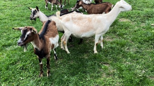 Výlet do Osadného - Dvanásť komnát mesta Humenné - kozia farmička