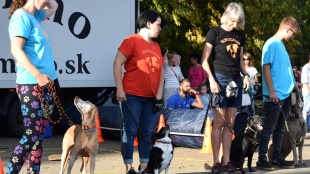 Prezentácia kynologickej disciplíny agility
