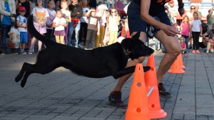 Prezentácia kynologickej disciplíny agility