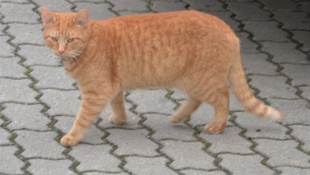 Kocúr "Garfield" na Sídlisku pod Sokolejom
