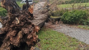Spadnutý strom v Parku mieru pri kaštieli