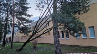 Strom pri ZŠ Dargovských hrdinov