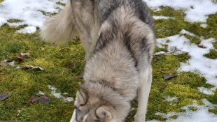 Čistokrvné psie plemeno - husky
