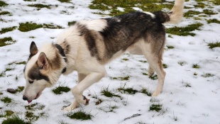 Čistokrvné psie plemeno - husky