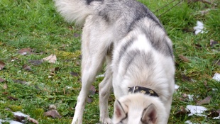 Čistokrvné psie plemeno - husky