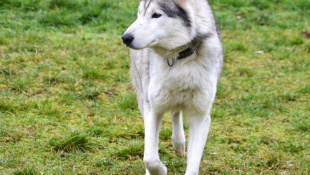 Čistokrvné psie plemeno - husky