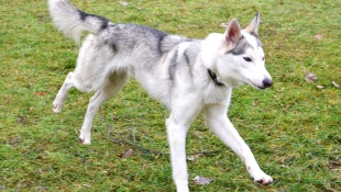Čistokrvné psie plemeno - husky