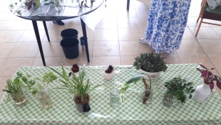 Swap izbových rastlín