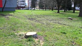 Rekonštrukcia potrubí - výrub drevín