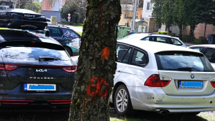 Rekonštrukcia potrubí - výrub drevín