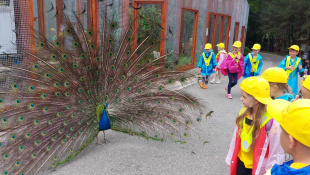 MŠ Štefánikova v košickej ZOO / DinoPark