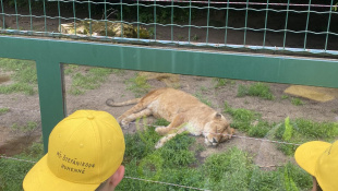 MŠ Štefánikova v košickej ZOO / DinoPark