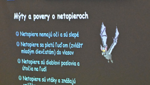 Noc netopierov 2024