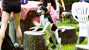 Minifestival starostlivosti a adopcie "Chvost hore"