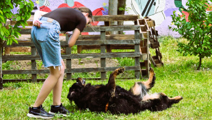 Minifestival starostlivosti a adopcie "Chvost hore"