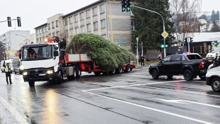 Mestský vianočný stromček 2025 je z Brestova