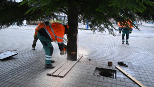 Mestský vianočný stromček 2025 je z Brestova