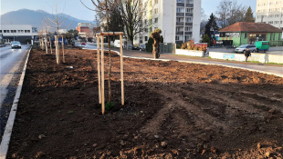Zelená a modrá infraštruktúra (marec/apríl 2026, 14. týždeň) / Zelená alej
