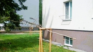 Prerezané mladé stromy / Ševčenkova ulica